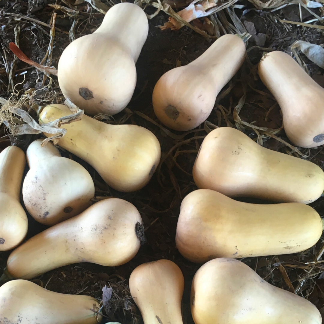 South Anna Butternut Squash Seed from Lazy Dog Farm