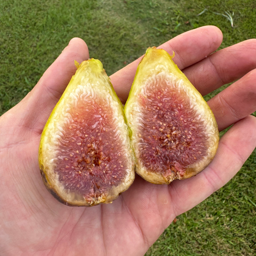 Stella Fig Tree from Lazy Dog Farm