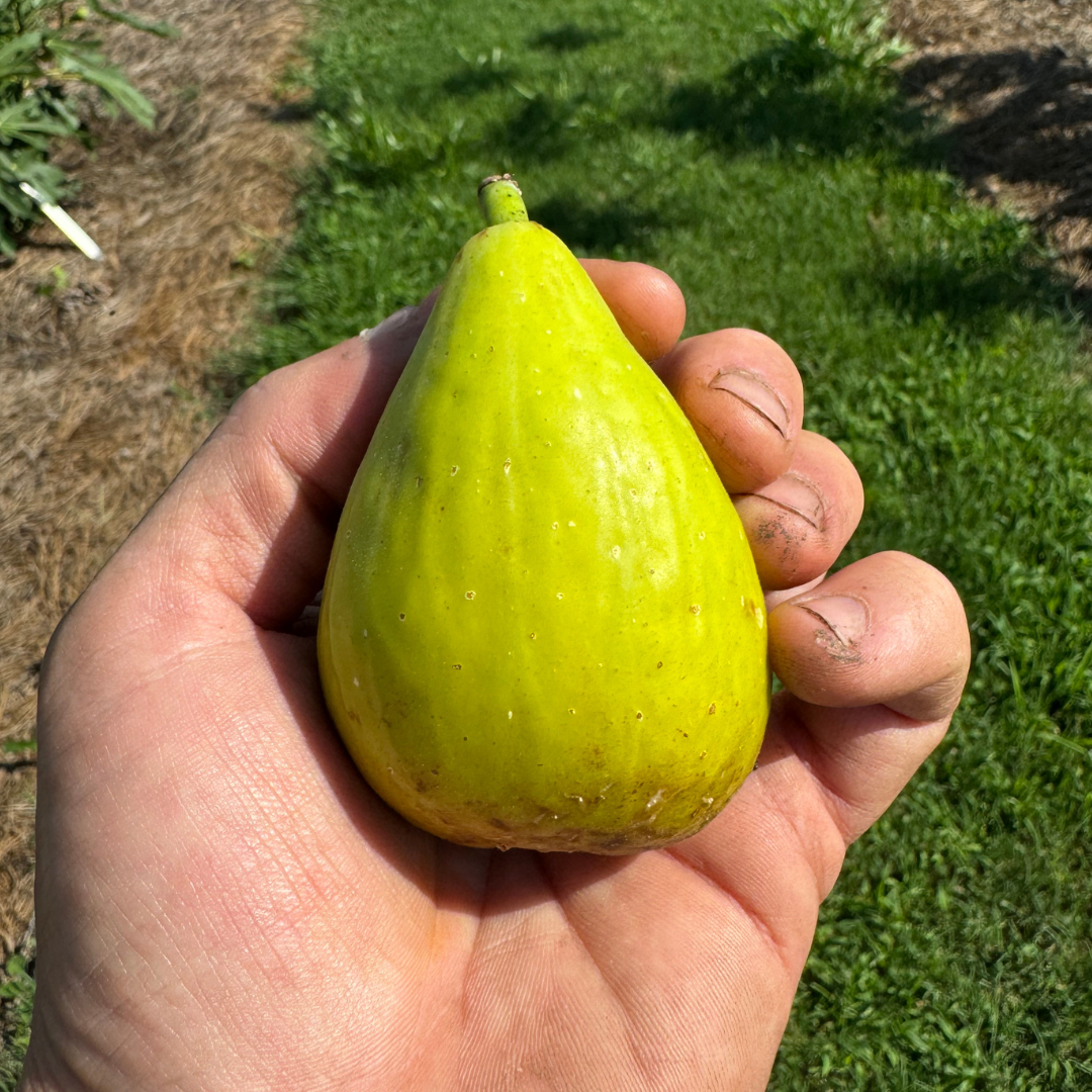Stella Fig Tree from Lazy Dog Farm