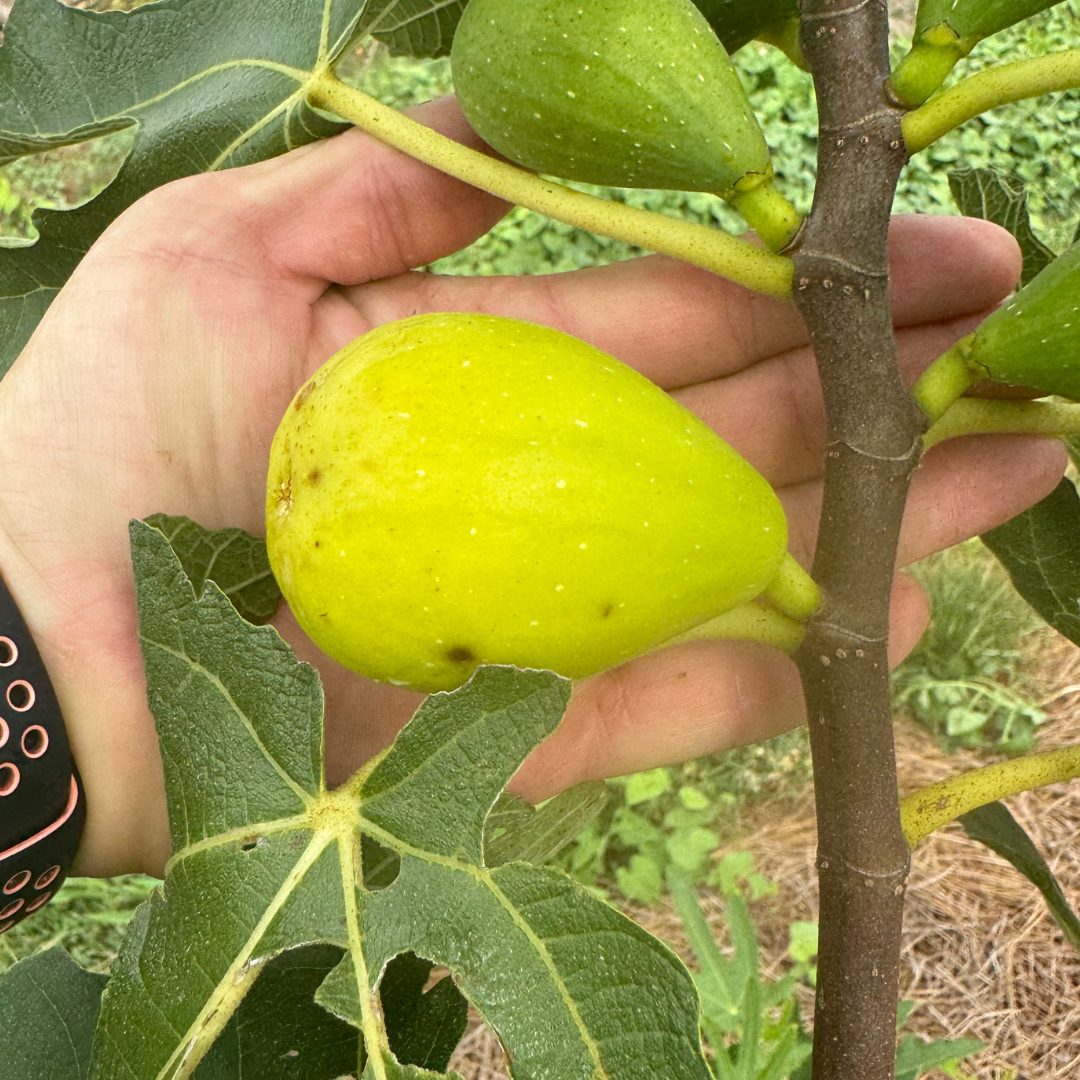 Stella Fig Tree from Lazy Dog Farm