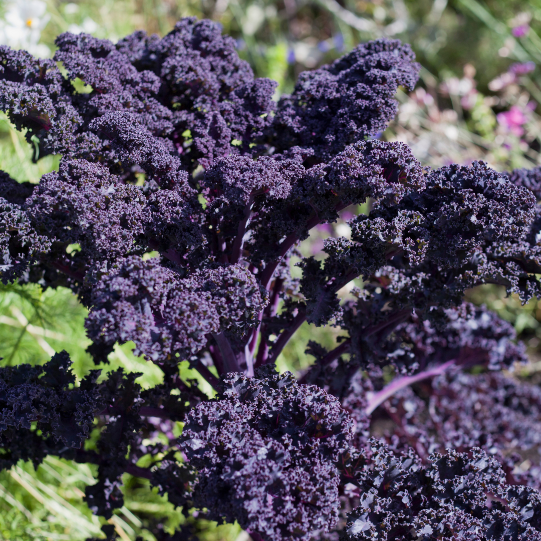 Sunbor Kale Seed from Lazy Dog Farm