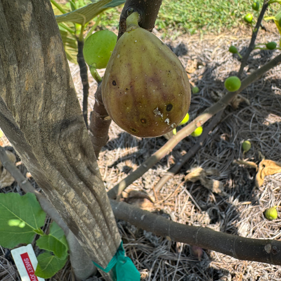 Sweet Joy Fig Tree from Lazy Dog Farm