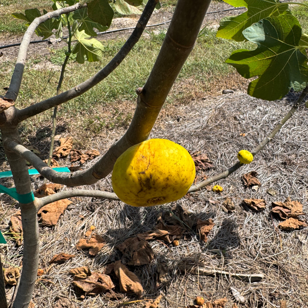 Tashkent Fig Tree from Lazy Dog Farm
