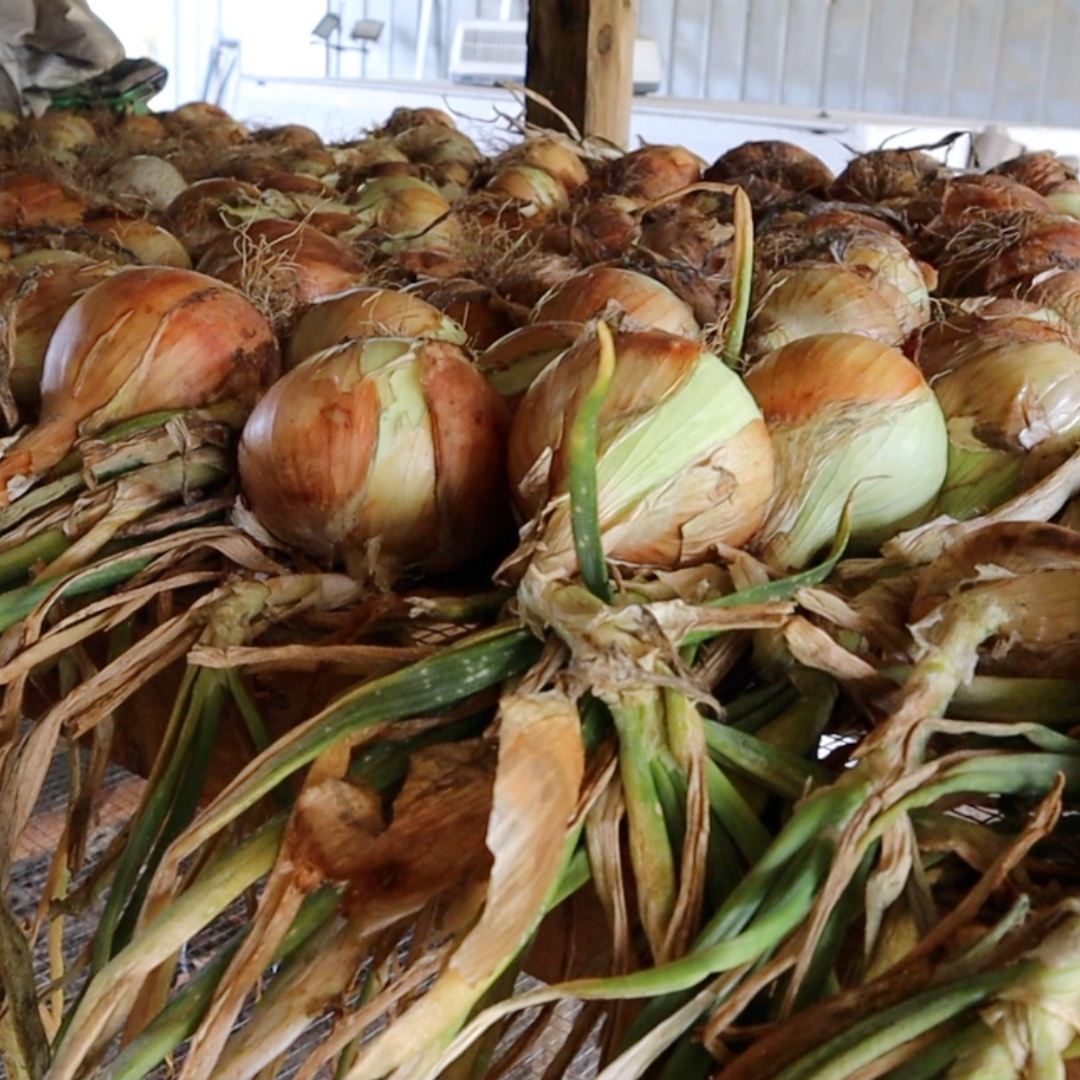 Timon Short-Day Onion Seed