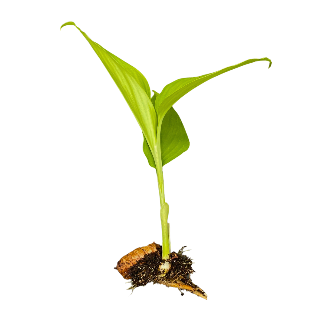 plant turmeric indoors Turmeric Plants