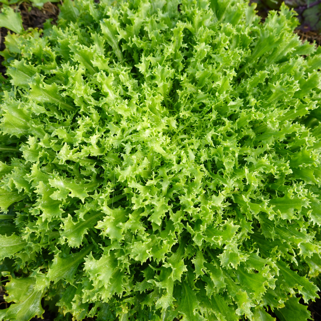 Twist Lettuce Seed from Lazy Dog Farm