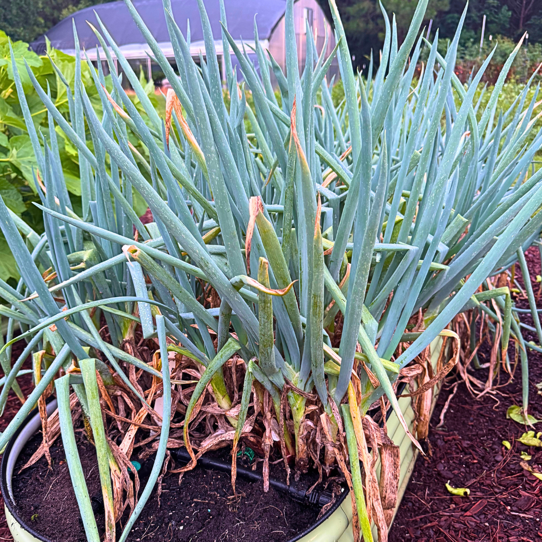 White Welsh Perennial Onion Seed from Lazy Dog Farm