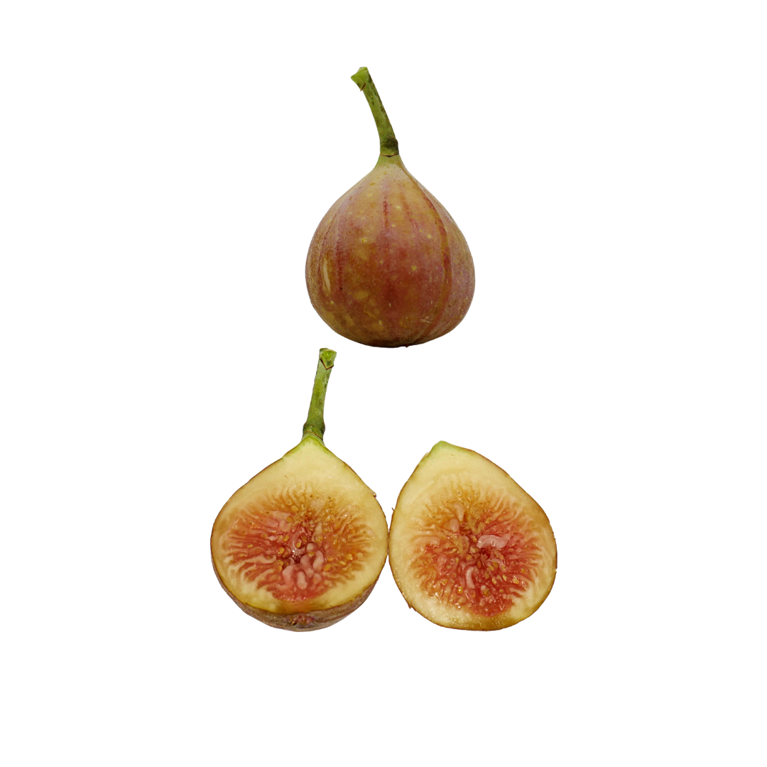 Brown Turkey Fig Trees from Lazy Dog Farm