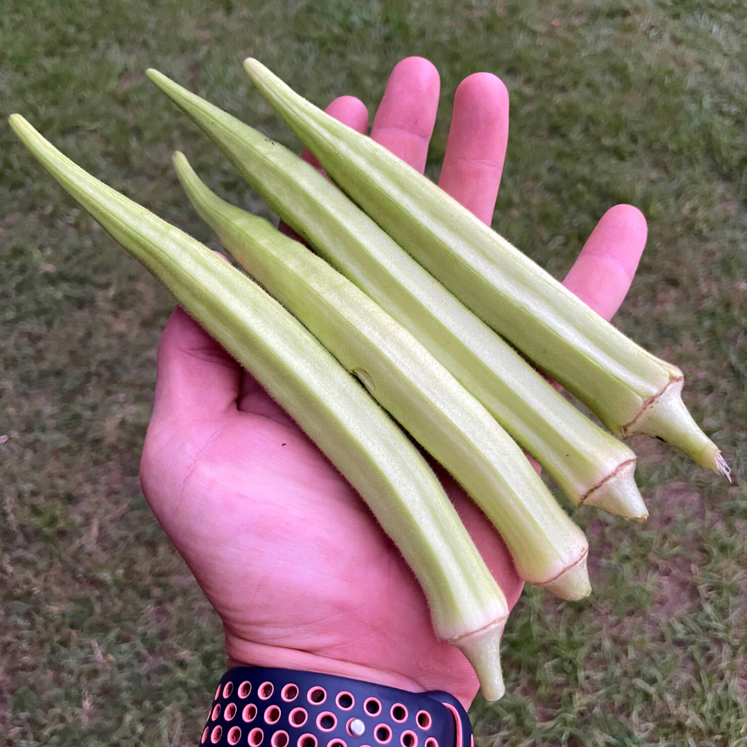 Giant okra discount