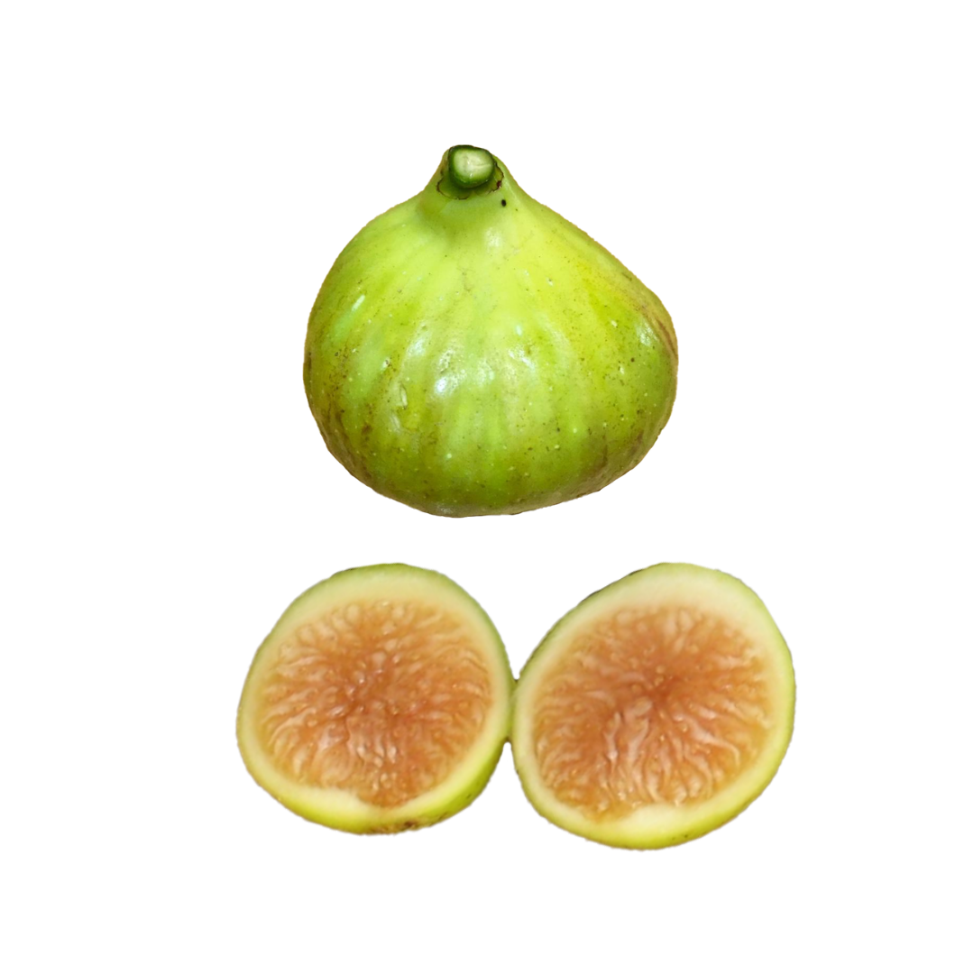 LSU Gold Fig Tree