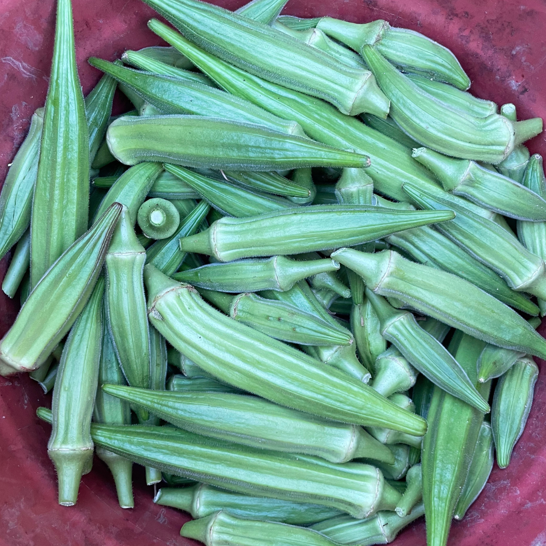Ruiz Okra Seed