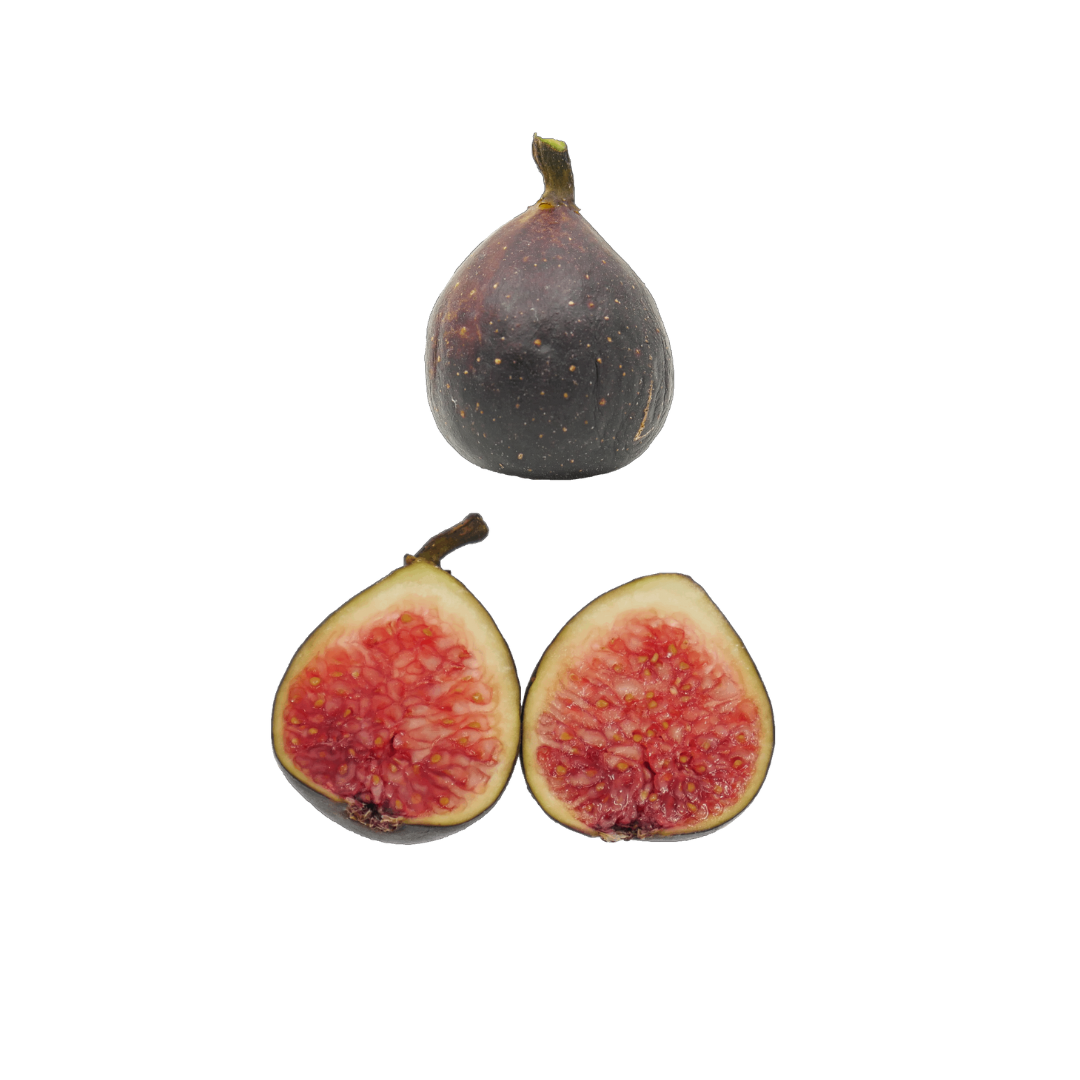 Violette de Bourdeaux Fig Tree