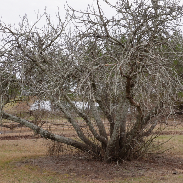 Huge Brown Turkey Fig Tree