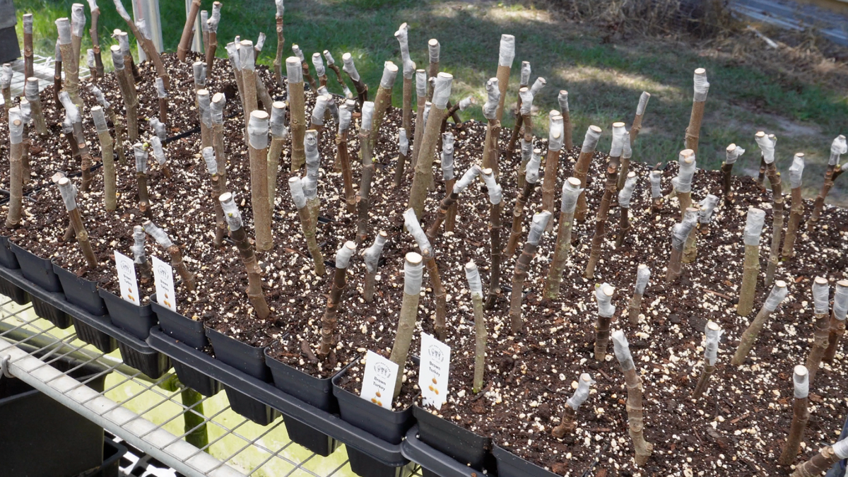 Choosing a Good Cutting for Fig Propagation | Lazy Dog Farm