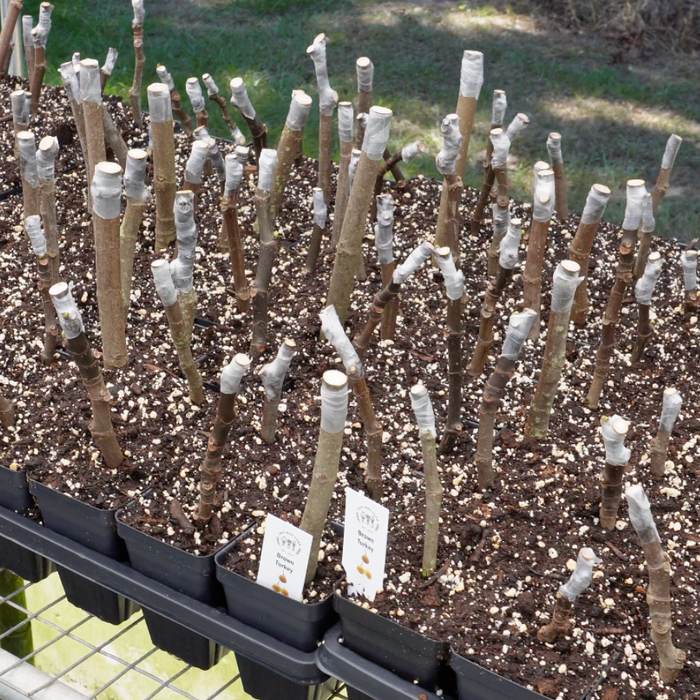 Choosing a Good Cutting for Fig Propagation