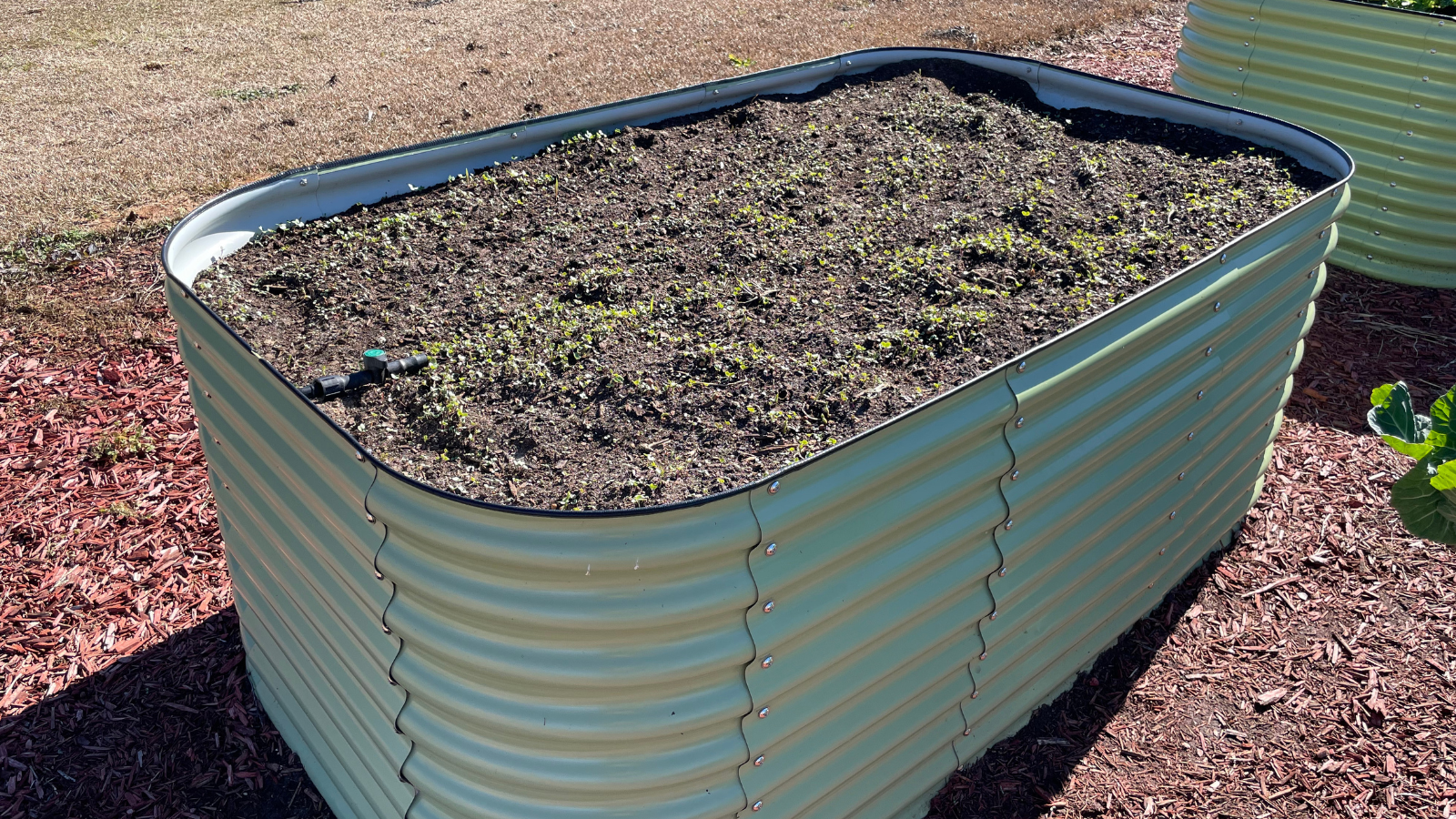Using Cover Crops in Raised Beds