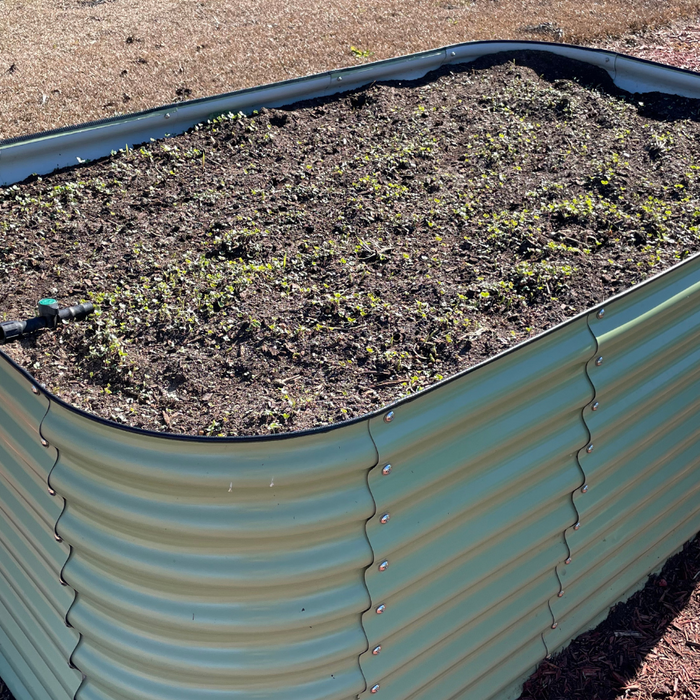 Using Cover Crops in Raised Beds