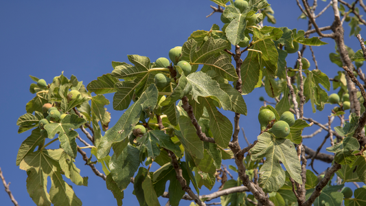 Do Fig Trees Need to Be Pruned?