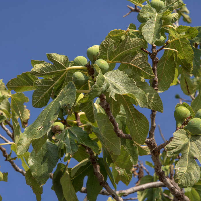 Do Fig Trees Need to Be Pruned?