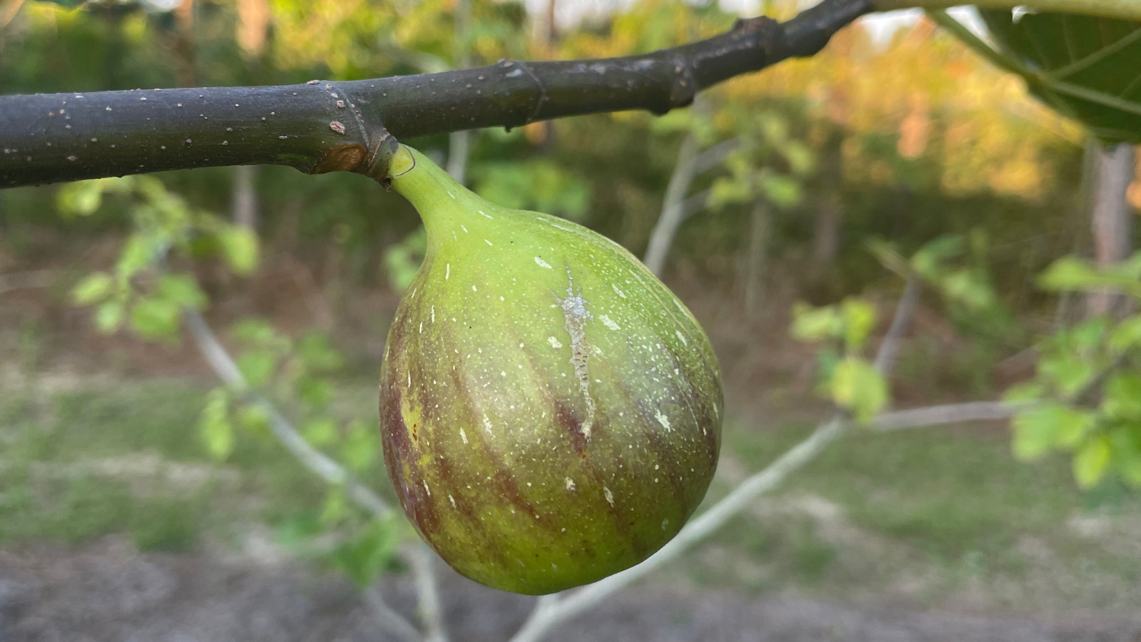 Are Figs Produced on Old Growth or New Growth?