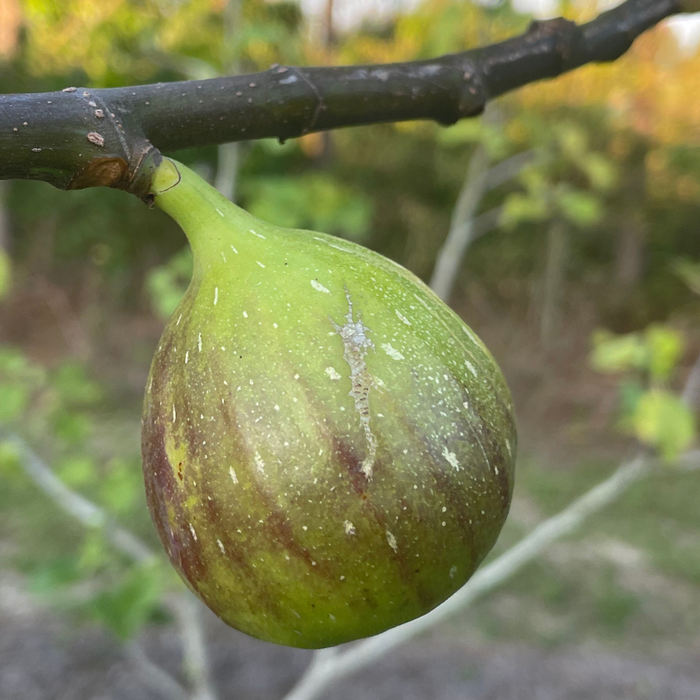Are Figs Produced on Old Growth or New Growth?