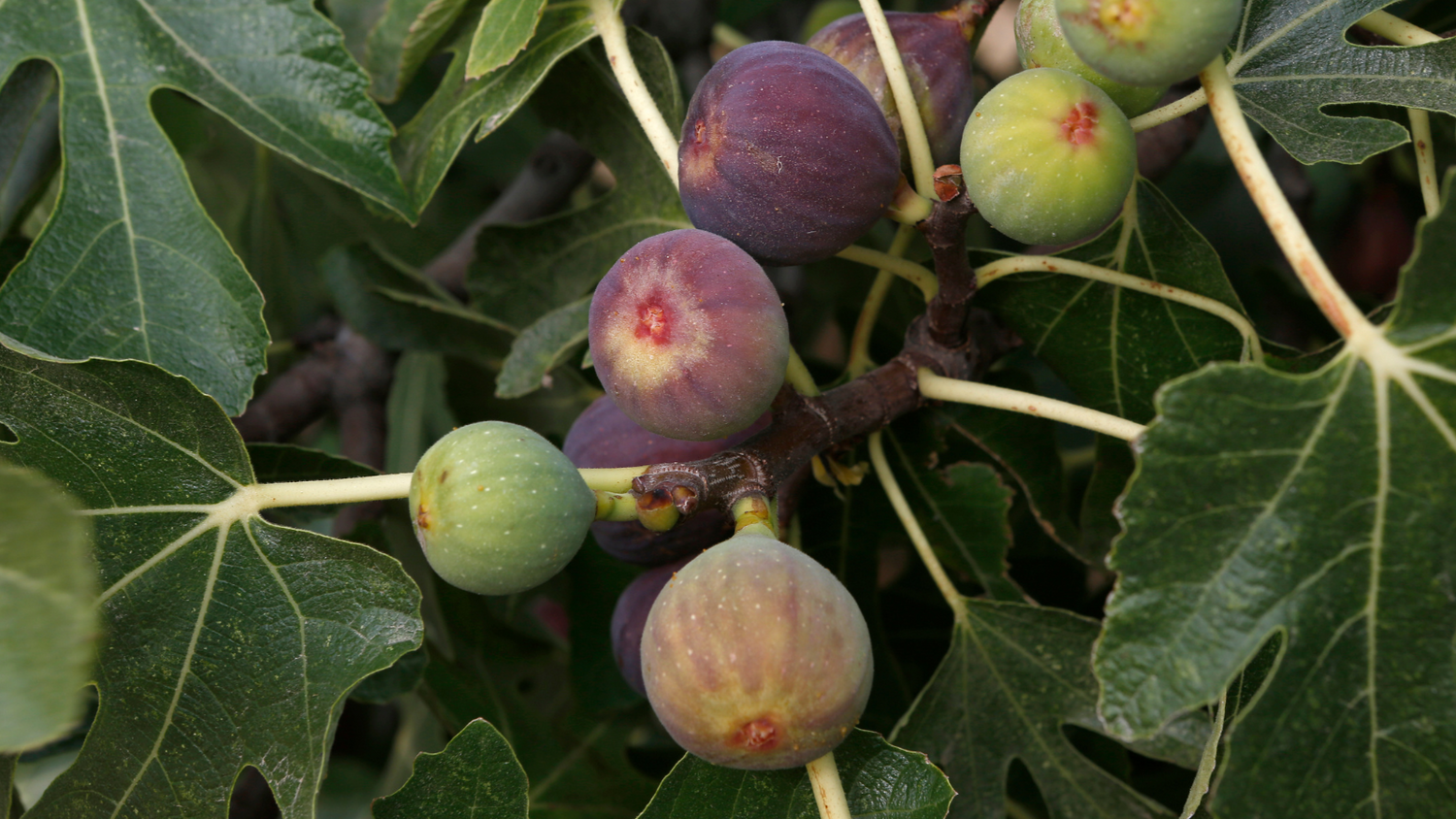Do Fig Trees Need a Wasp for Pollination? Fig Tips Lazy Dog Farm