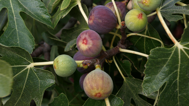 Do Fig Trees Need a Wasp for Pollination? | Fig Tips | Lazy Dog Farm