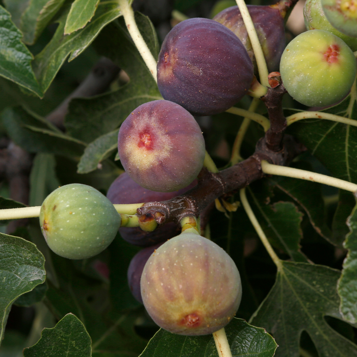 Do Figs Need Pollination?
