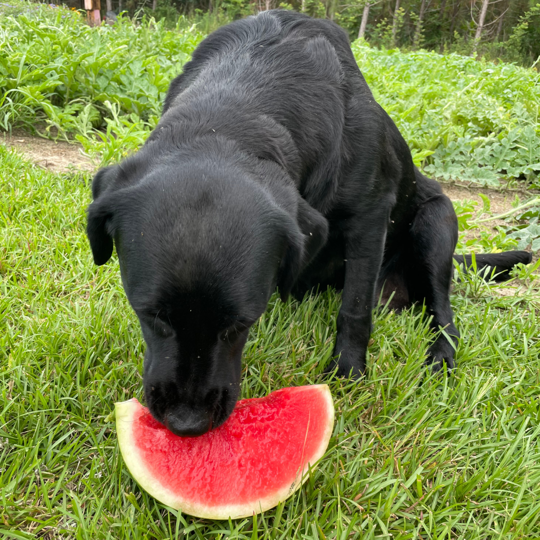 Black Labrador Eating Seedless Watermelon