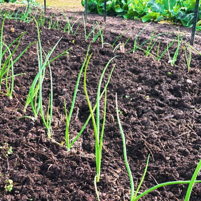 What Fertilizers to Use on Onions