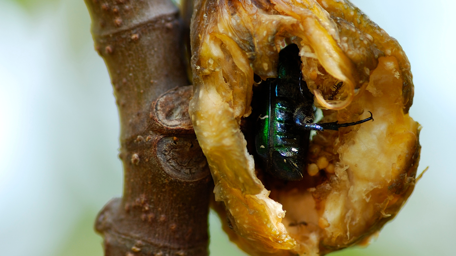 Do Figs Have Bugs Inside Them?