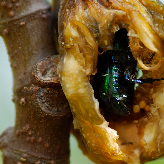 Do Figs Have Bugs Inside Them?