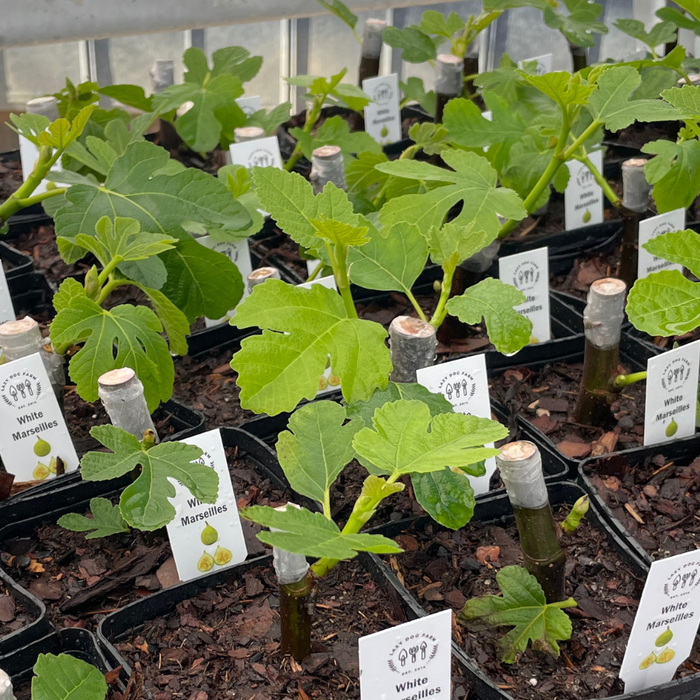 Fig Tree Propagation by Lazy Dog Farm