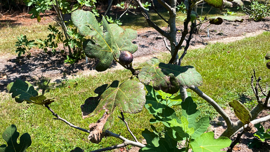 Fig Rust on Salem Dark Fig Tree