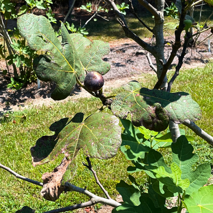 Fig Rust on Salem Dark Fig Tree
