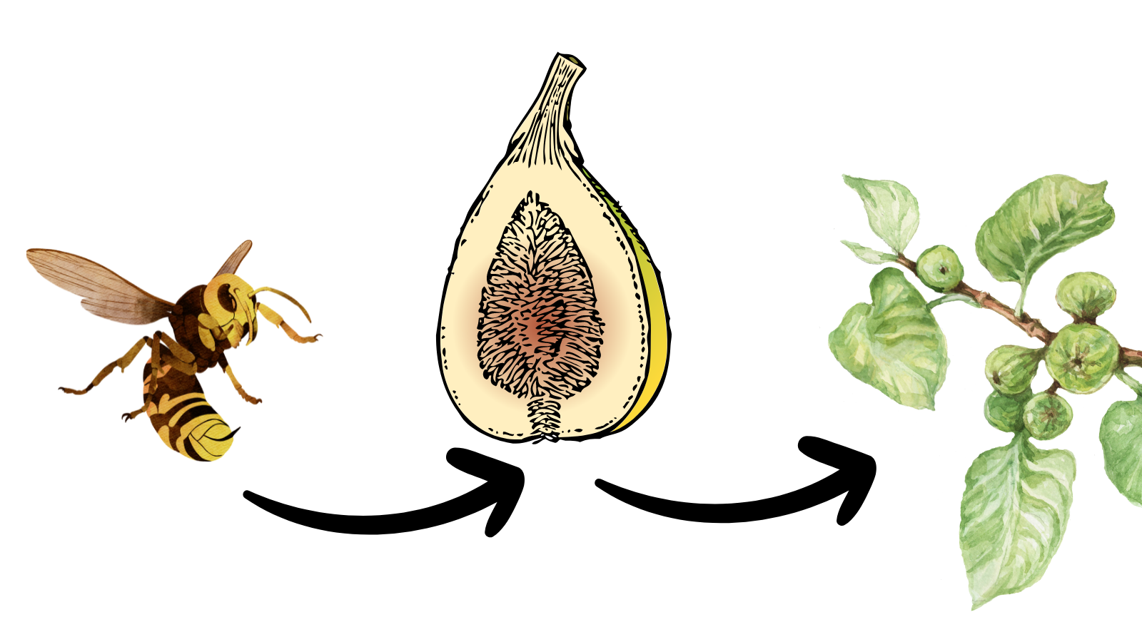 Fig Trees and the Fig Wasp