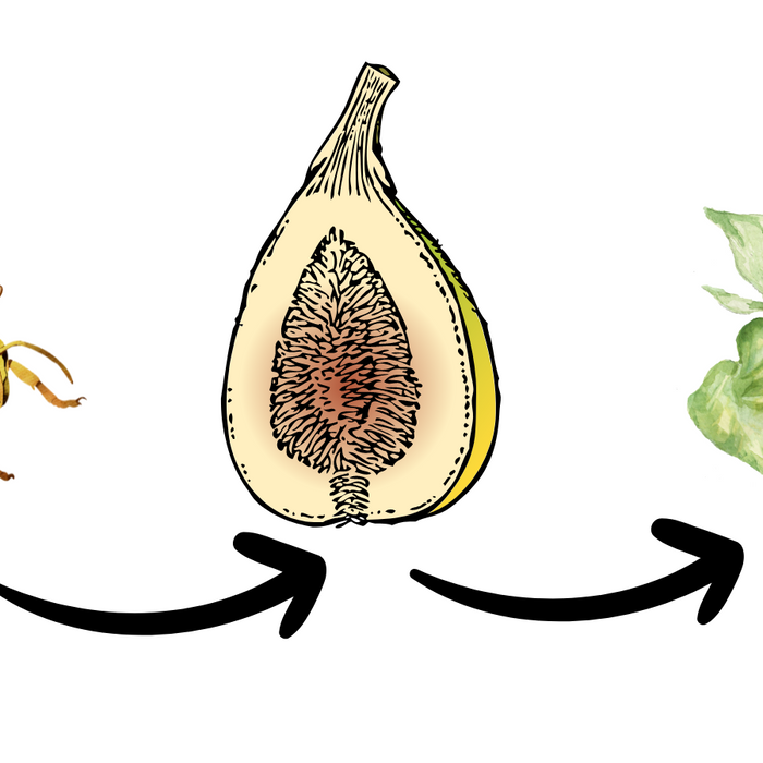 Fig Trees and the Fig Wasp
