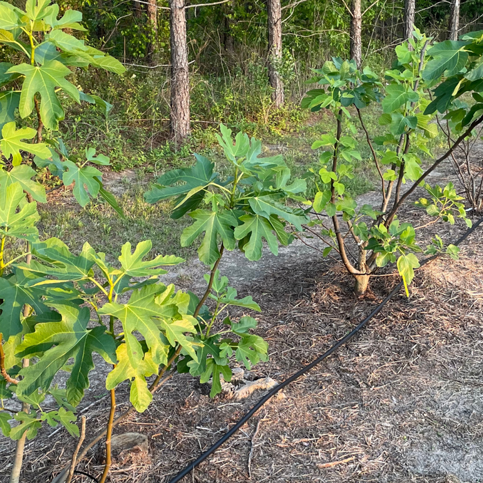 How Much Water Do Fig Trees Need?