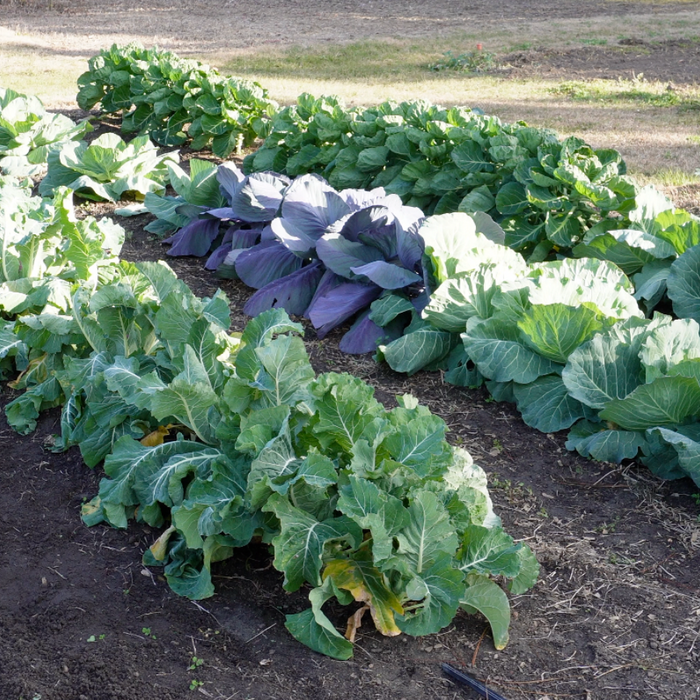 Gap Planting in the Vegetable Garden