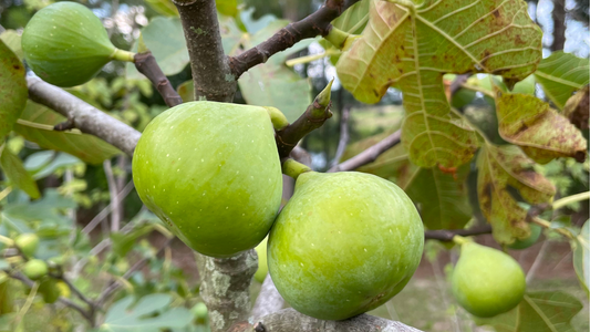 How Long Does It Take a Fig Tree to Produce Figs?