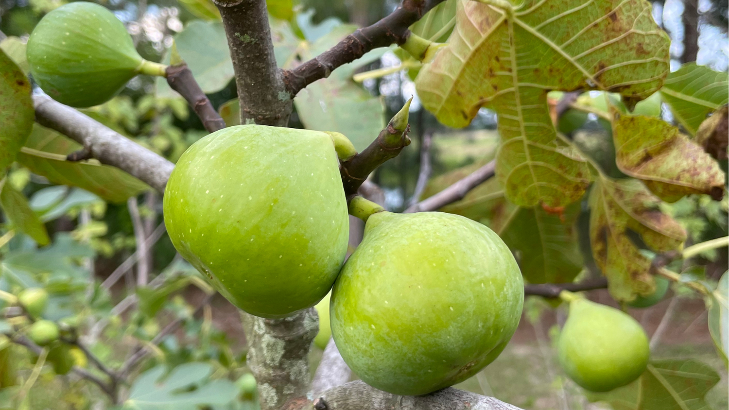 How Long Does It Take a Fig Tree to Produce Figs? Lazy Dog Farm