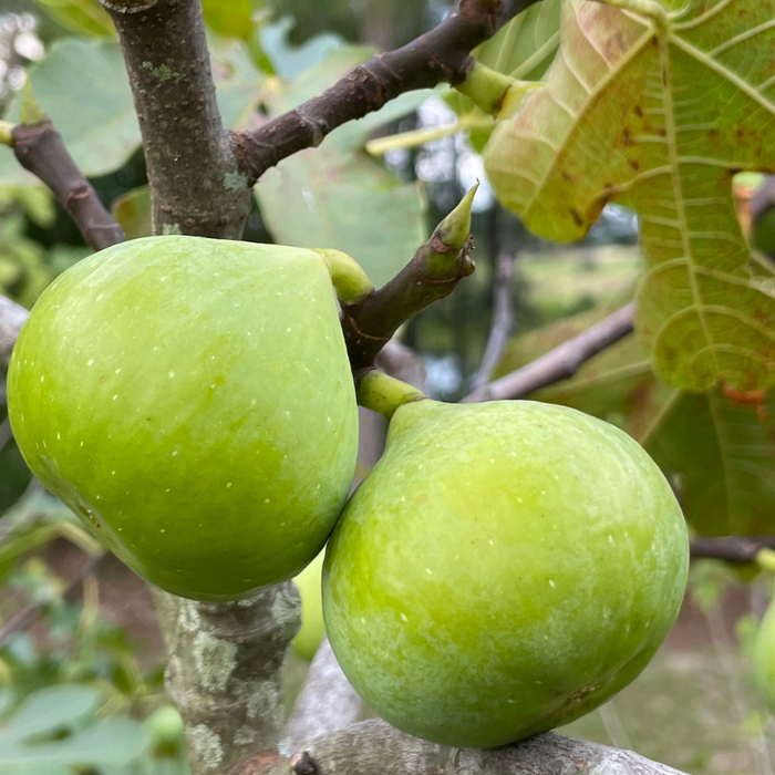 How Long Does It Take a Fig Tree to Produce Figs?
