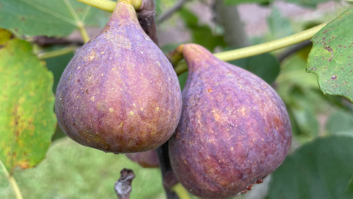 Fig Tree Ripe How Do You Know When a Fig is Ripe? | Complete Guide | Lazy Dog Farm