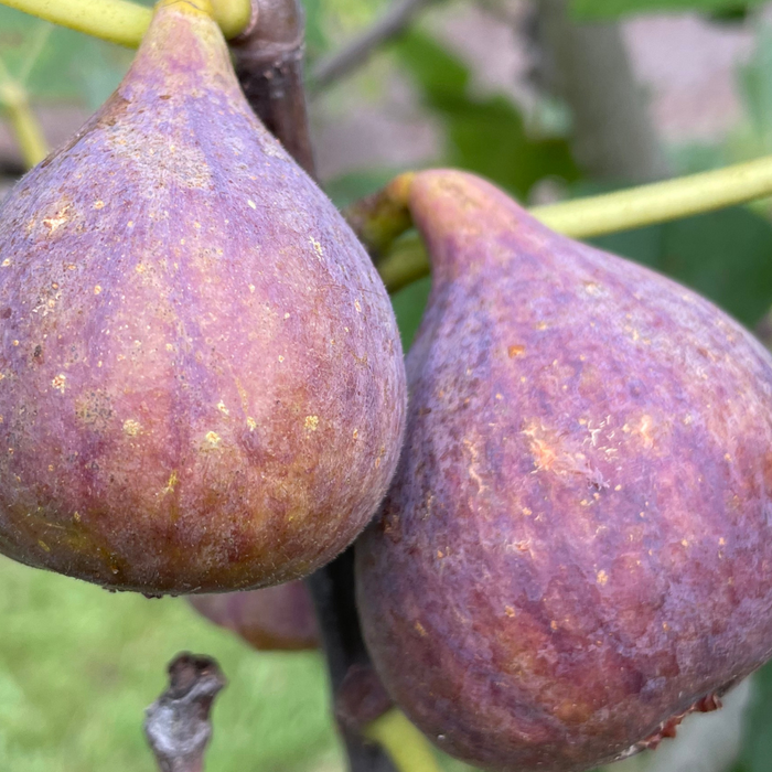 How Do You Know When a Fig Is Ripe?