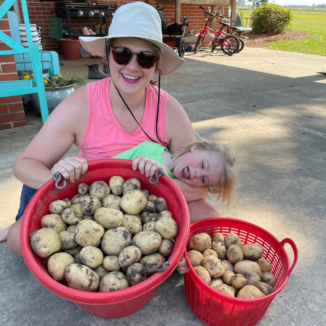 Irish Cobbler Potato Harvest from the Backyard Garden