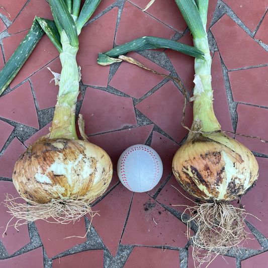 Massive Sweet Onions Harvested from Our Garden