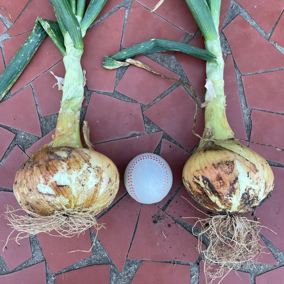 Massive Sweet Onions Harvested from Our Garden