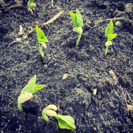 Seed Germination Temperatures for Lima Beans