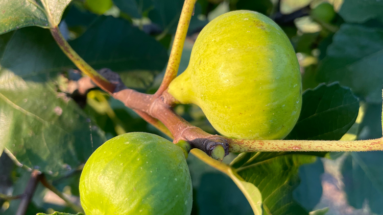 LSU Fig Varieties Growing in Our Orchard | Lazy Dog Farm