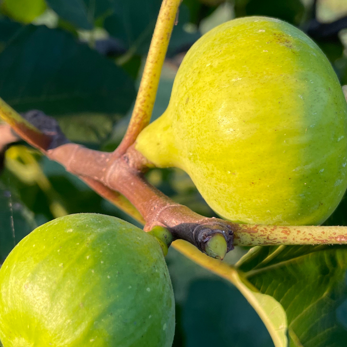 LSU Fig Varieties in Our Orchard